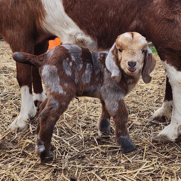 Meet your Posher, Stacey - Picture 1 of 6